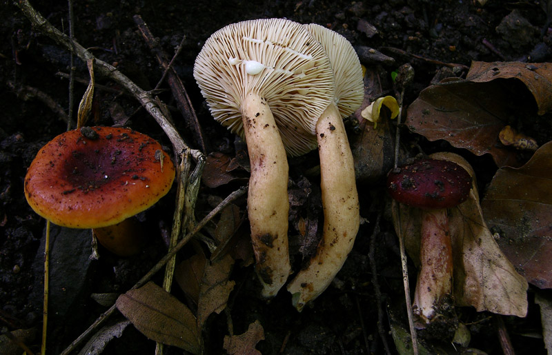 Russulaceae del 14 giugno.